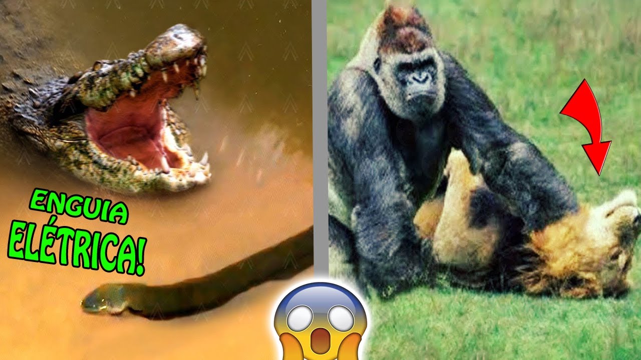 🔴 Quando os Animais Escolhem o Oponente Errado!