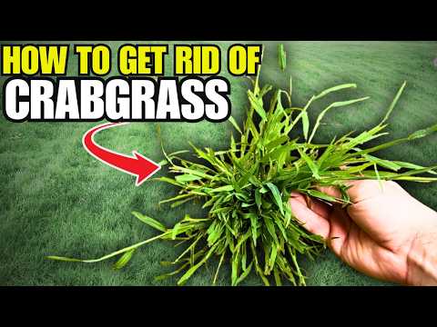 I Tested 3 Crabgrass Controls… Only ONE Actually Worked!