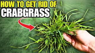 I Tested 3 Crabgrass Controls… Only ONE Actually Worked!