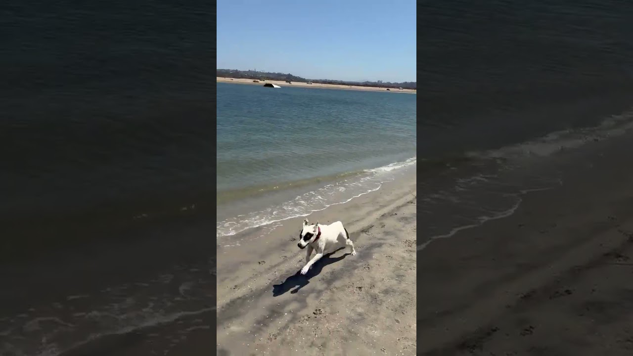 Enlarge Dottie, a Adoptable mixed breed in San Diego, CA video 6/6