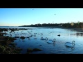 Lebede Eforie Sud