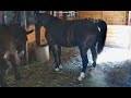 Horse Poop