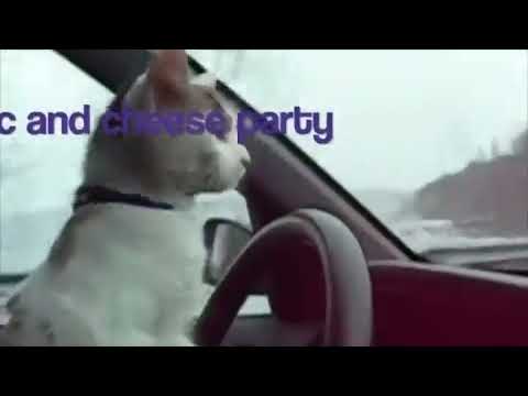 YouTube video about: Can cats have macaroni and cheese?