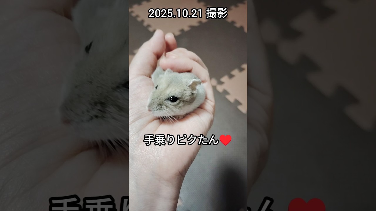 手乗りハムスター（ピク） #ハムスター #hamster #手乗りハムスター#可愛い#癒し