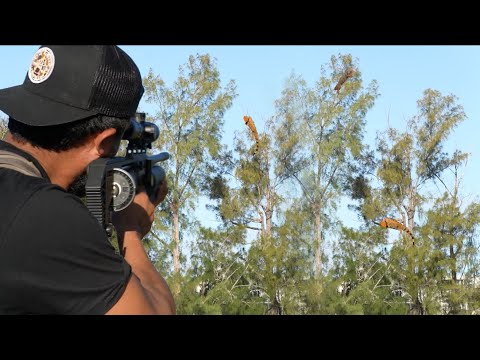 Mira Esta Tremenda Caza De Garrobos Mega Gigantes 