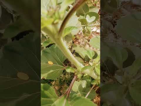 Sunflower सूरजमुखी I Dharamrai Dhar MP in Narmada Parikrama #reva #plants #flowers