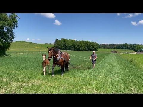 Striegeln gegen Unkraut | Mechanische Unkrautbekämpfung mit dem Pferd