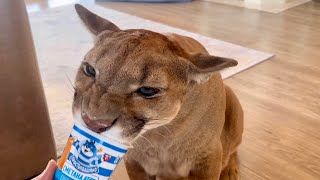 Самая вкусная дегустация блинов и сметаны у пумы Месси! Сегодня у кота Масле?