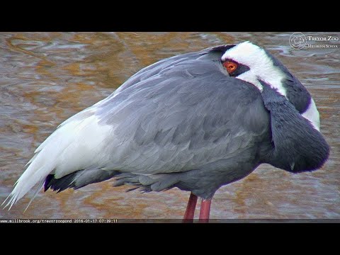 Trevor Zoo Pond, Millbrook live webcam