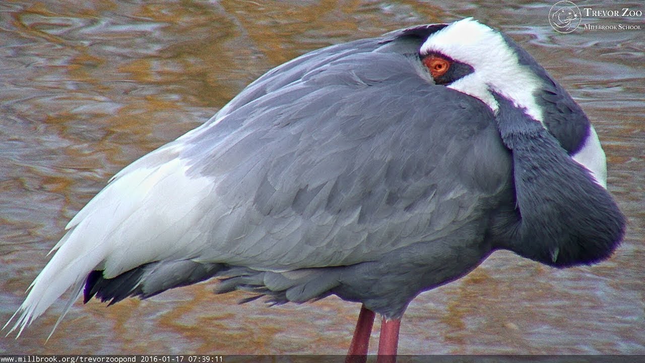 Live webcam view of Cámara del Estanque del Zoo Trevor