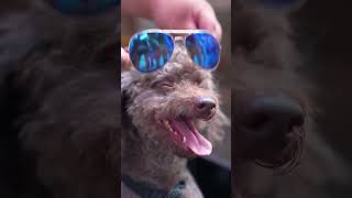 Dog Drove to Deliver the Message | TikTok Creative Humor Video lFunny Video Long Mom Dog Drove to Deliver the Message | TikTok Creative Humor Video lFunny Video Long Mom