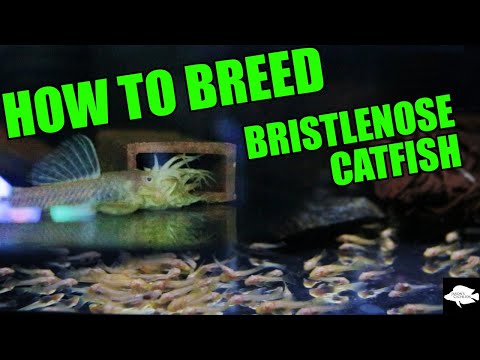 The Secrets to Breeding LOTS of Bristlenose Catfish and Growing them FAST!