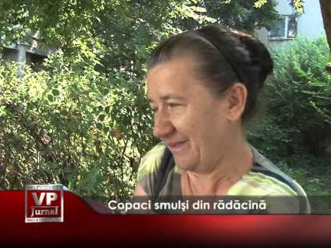 Copaci smulși din rădăcină