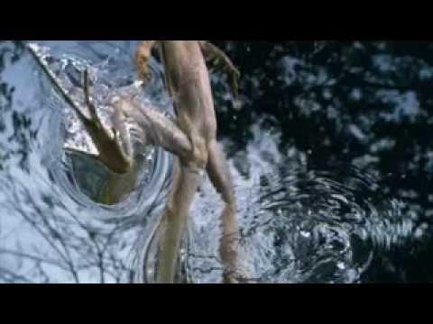 LIFE  trailer Coming March 21st @ 8pm on the discovery channel