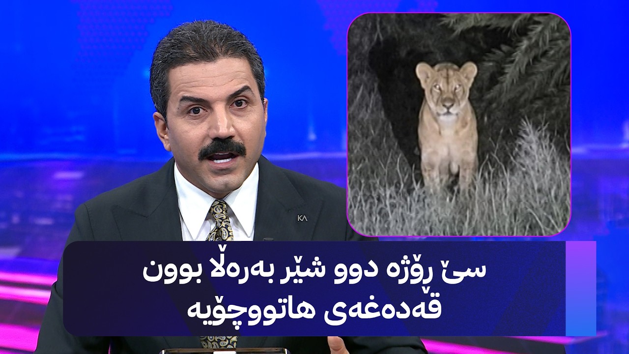 ڤیدیۆ | سێ ڕۆژە دوو شێر بەرەڵا بوون قەدەغەی هاتووچۆیە