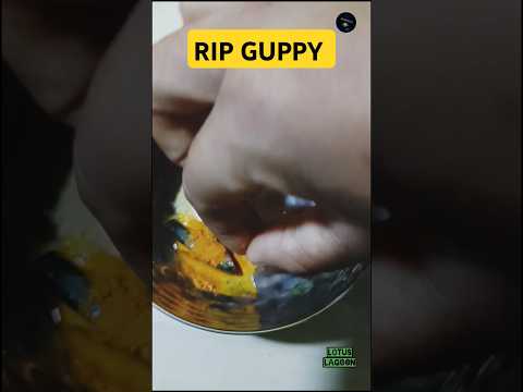 MERA GUPPY KI MOUT HO GAYA..RIP GUPPY💔🌼😭🙏🏻🐟 #shorts #guppy #fish #trending #fishtank #sad #rip