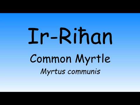 Ir-Riħan - Myrtle