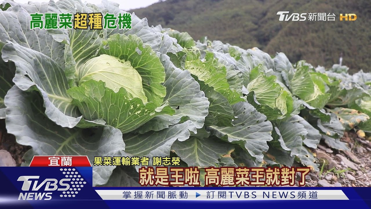 平地尬高山!高麗菜量產恐過剩 菜農:育苗端要控管啦