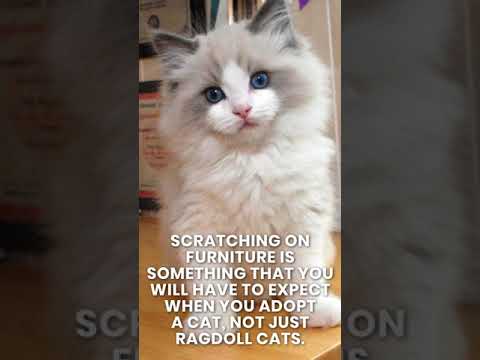 Are Ragdoll Cats Destructive Scratching Furniture