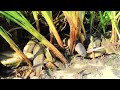 Dry Season Fishing Found Searching Under Grass Fishes