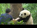 Panda HeHua: you hear me roar like a tiger, nanny? stay back...😂