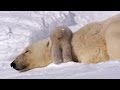 Polar Bear Cubs Taking Their First Steps Planet Earth BBC Earth