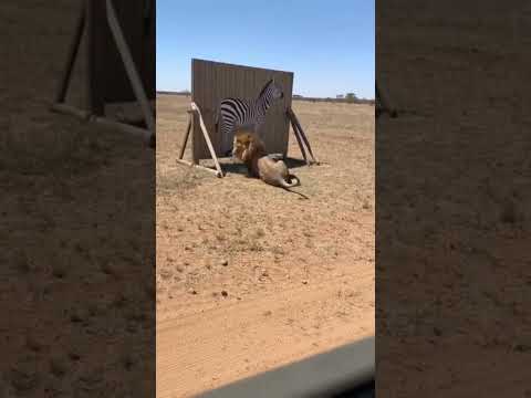 Lion Bounces Off Fake Zebra! 🦁🦓😲 l 사자의 굴욕! 가짜 얼룩말에 튕겨 나간 밀림의 왕 l 偽物のシマウマに弾き飛ばされたライオンの屈辱的な瞬間