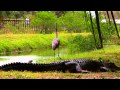 Alligator Sneaks Up On Great Blue Heron Iguana