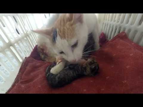 Cat cut and eat umbilical cord from newborn kitten