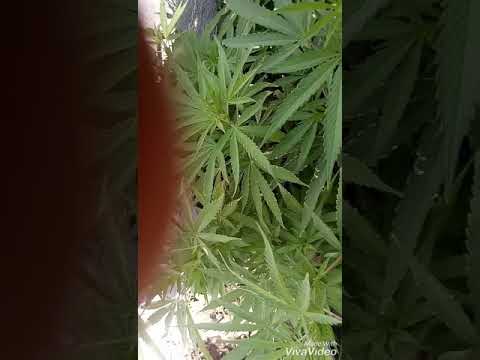 Ganyah-welcome a mi barrio