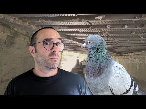 First solo NARROWBOAT cruise…and a pigeon incident - vlog 41