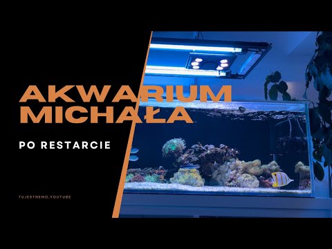 #5 Morskie Vlogi - Akwarium morskie Michała PO RESTARCIE #akwarium #reeftank