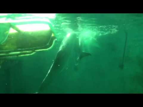 Hope and panama at Clearwater marine aquarium.