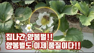 앞으로 양봉벌 품귀현상 일어날 듯 합니다. 비싼 뒤영벌는 추울때만 쓰고 양봉벌 미리미리 예약합니다.