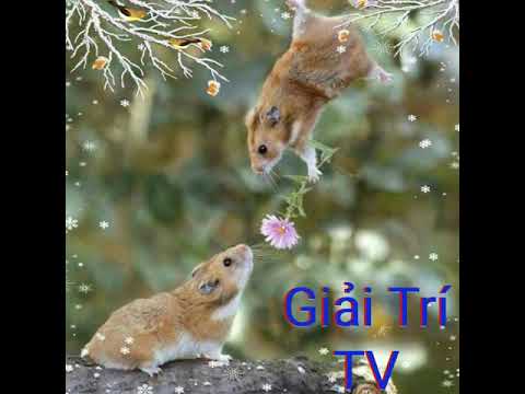 Mãi mãi một mối tình đầu Trinh Lam_Diễm Sương / Giải Trí TV