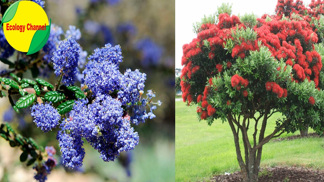 15 Hermosos Arbustos con Flores