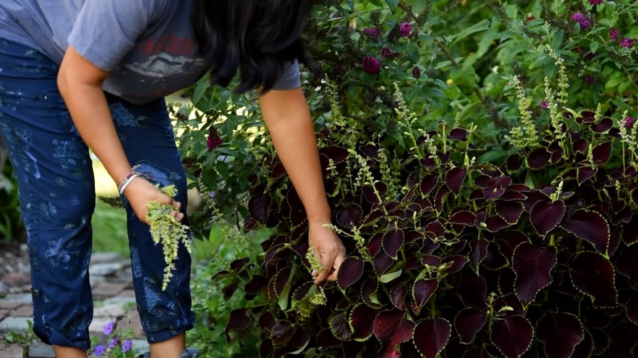 It All Starts with a SEED🌿Growing Coleus (Ridiculously EASY!)