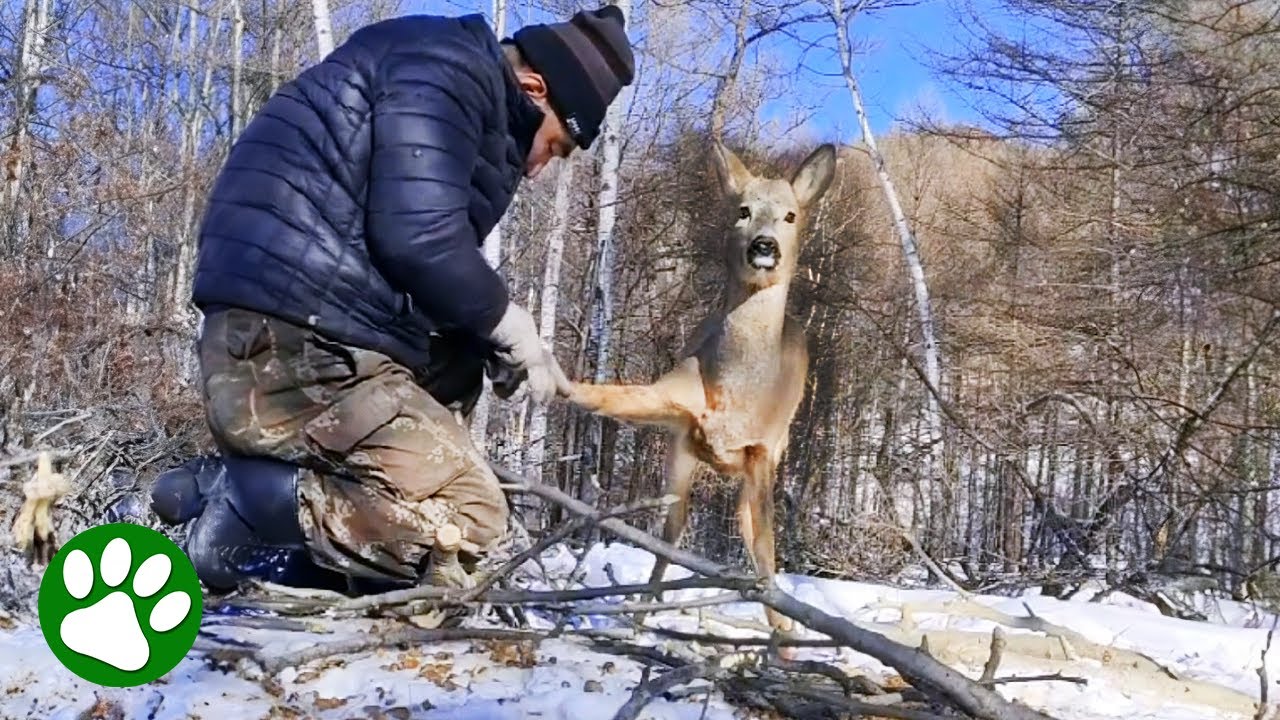 Wild deer waits patiently for man to free her