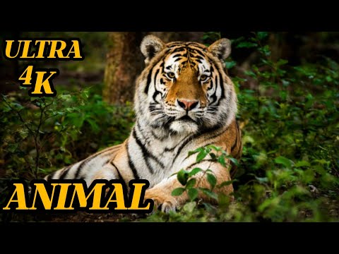 Top 50 Beautiful animals -4k HDR 120 fps dolby with animal sound
