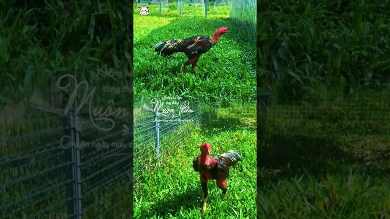 Ô đuôi lau Hải Dương. Đầu mặt đẳng cấp. Lụm 2 cúp.