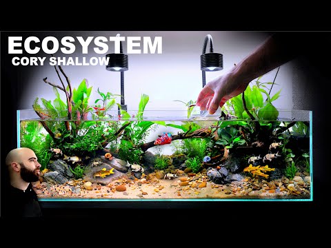 Cory & Betta ECOSYSTEM Shallow Aquarium (AQUASCAPE TUTORIAL)