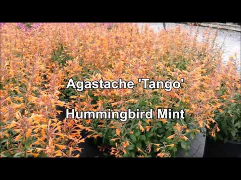 Agastache 'Tango' (Kolibri-Minze)
