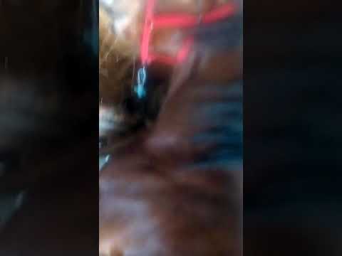 Mânza lui bobi din lāscud