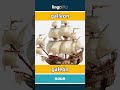 galleon - galeón video thumbnail