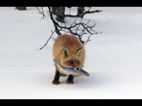 Животные воруют у рыбаков рыбу