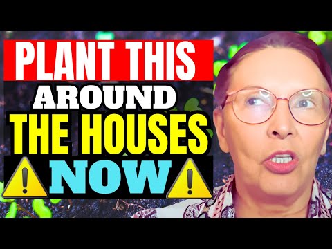 LUZ DE MARIA DE BONILLA INTERVIEW : Prophecy of DIVINE PROTECTION - The plant that absorbs radiation