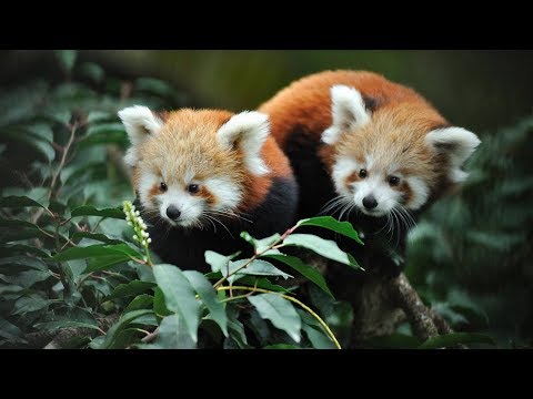 Ménagerie, o zoológico do Jardin des Plantes