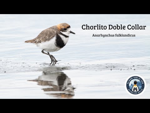 Chorlito Doble Collar, Aves de Tierra del Fuego. Two Banded Plover