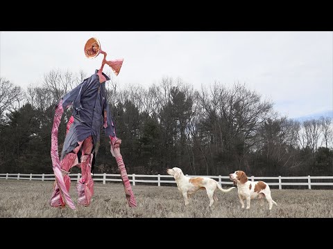 Dogs vs GIANT Siren Head In Real Life: Funny Dogs Maymo, Potpie & Indie