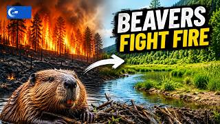 Why Wildfires Leave Beaver Wetlands Green